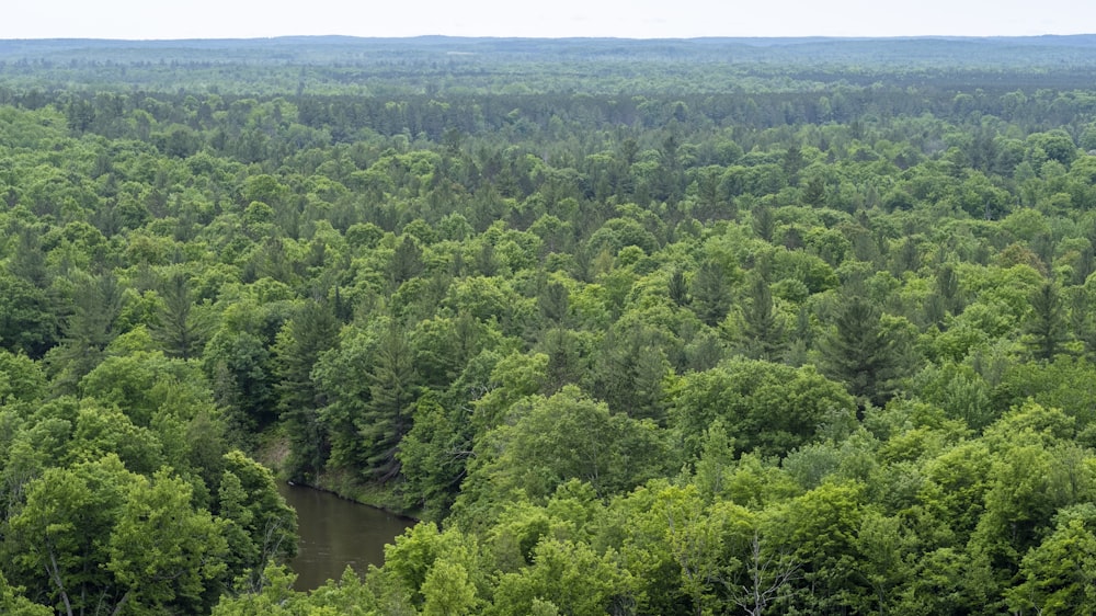 a river surrounded by trees