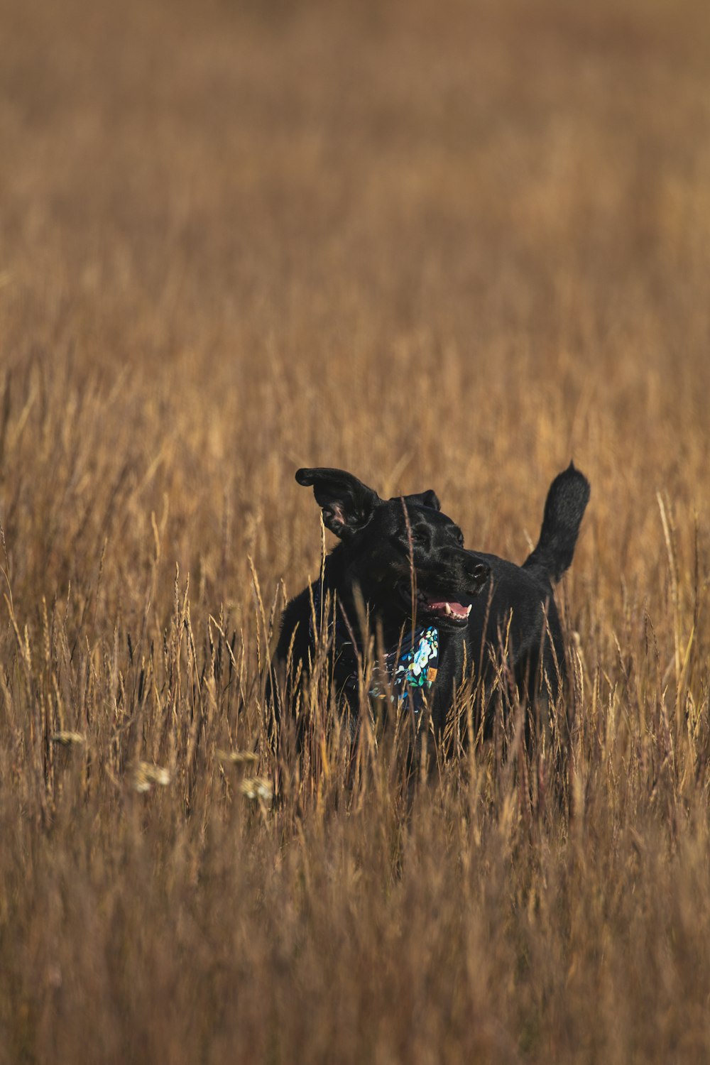 a dog running through a field