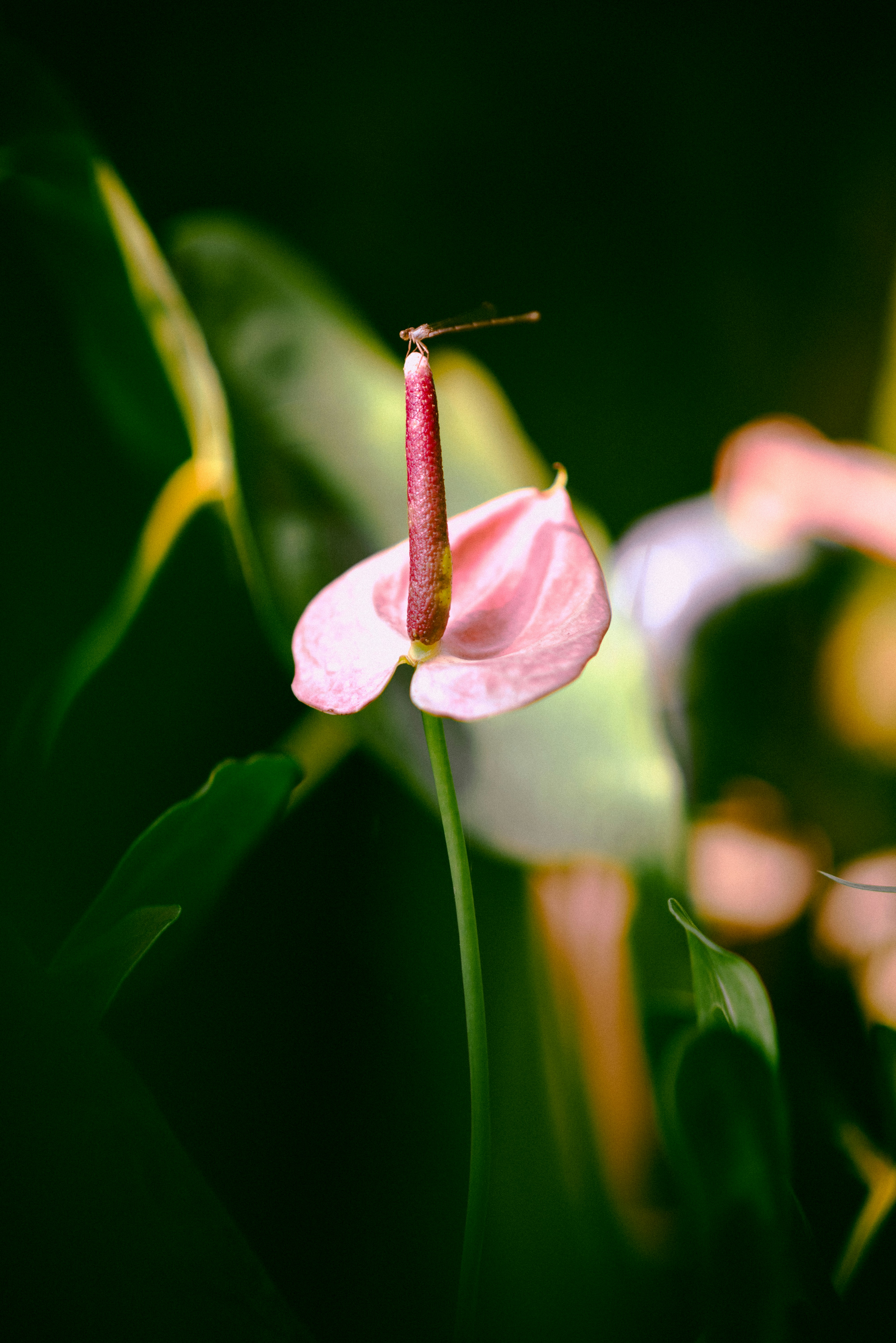 Photo by whoisjeremie