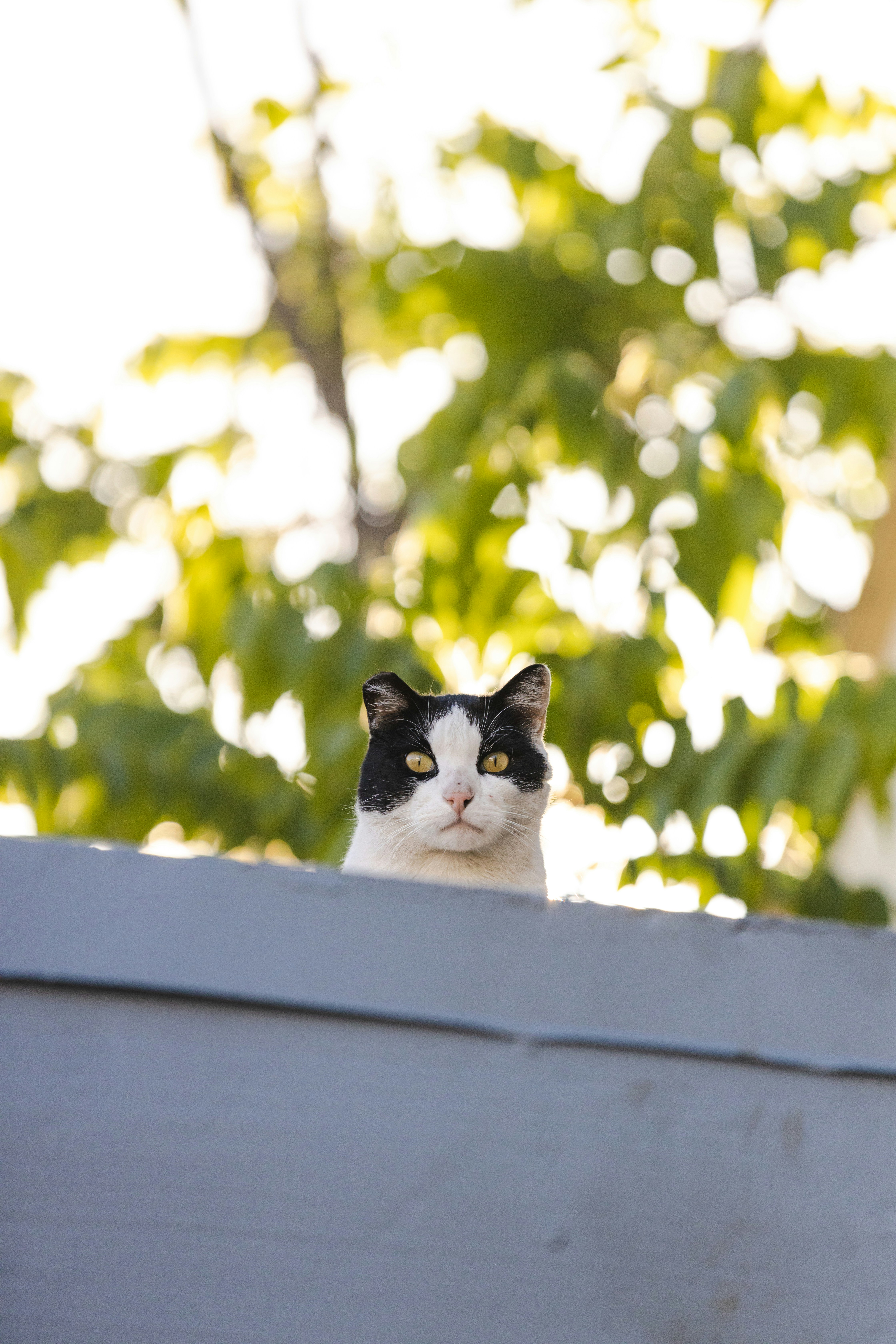a cat sitting on a roof