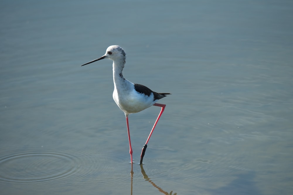 a bird standing in water