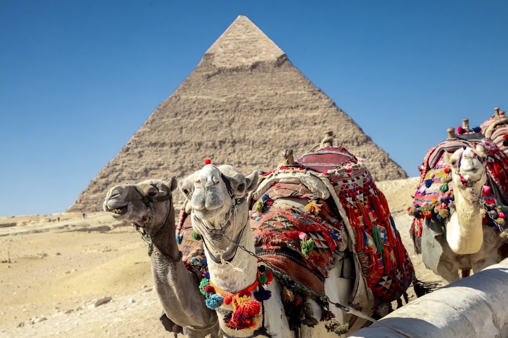 a group of camels with colorful cloths on their heads