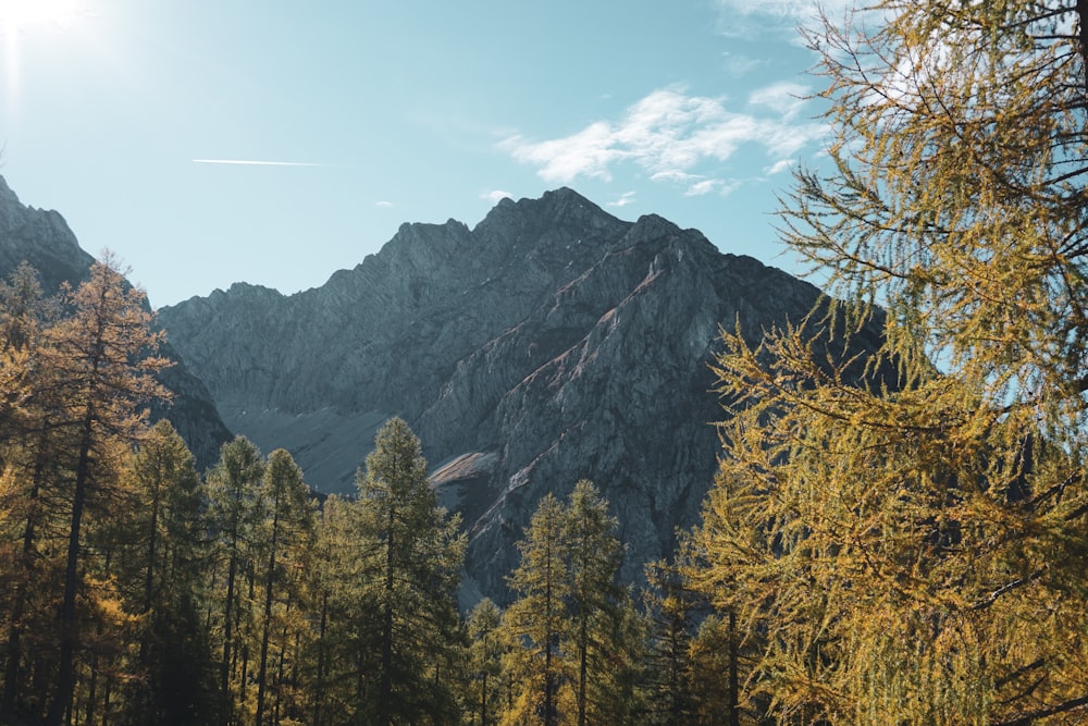 a mountain with trees on it