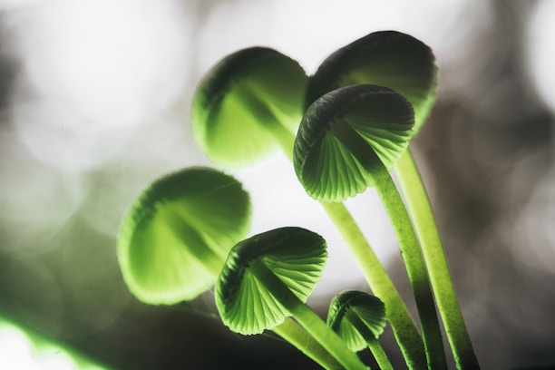 Close-up of fresh cordyceps mushrooms glowing softly against a deep green background.