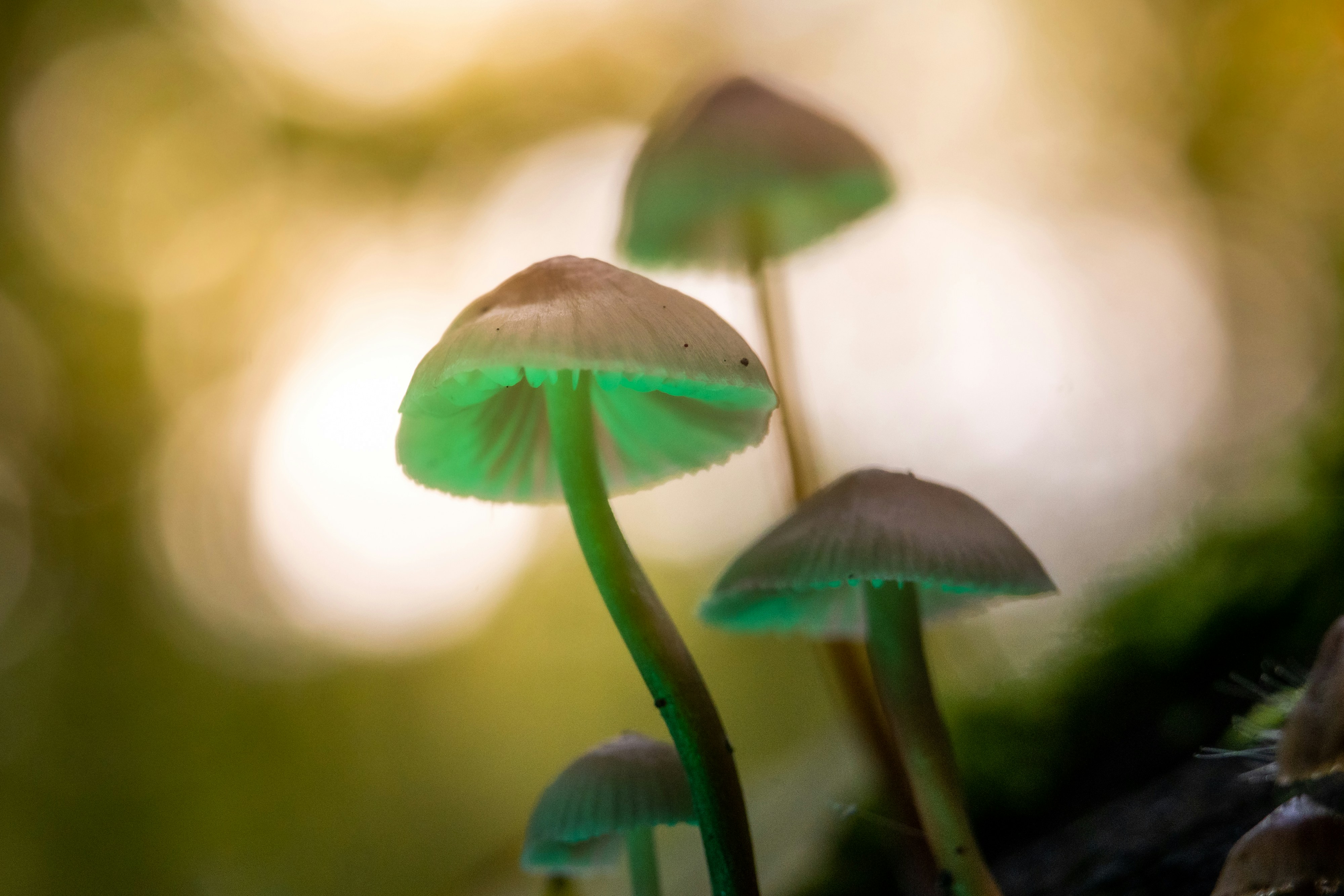 Photo by masoodaslami