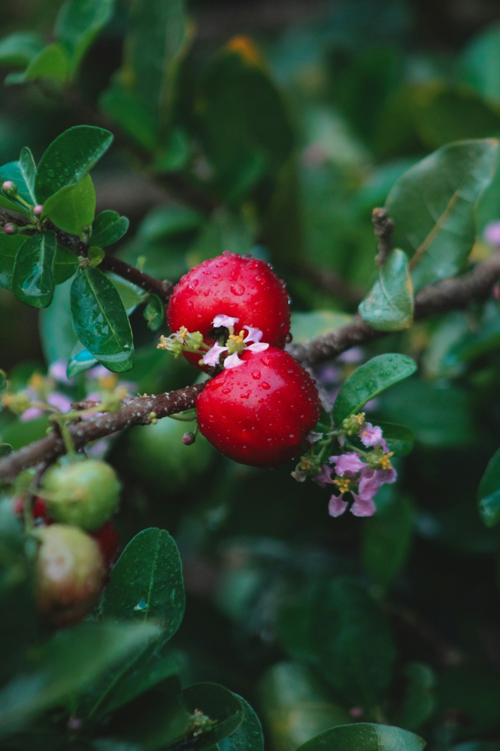 a close up of a berry