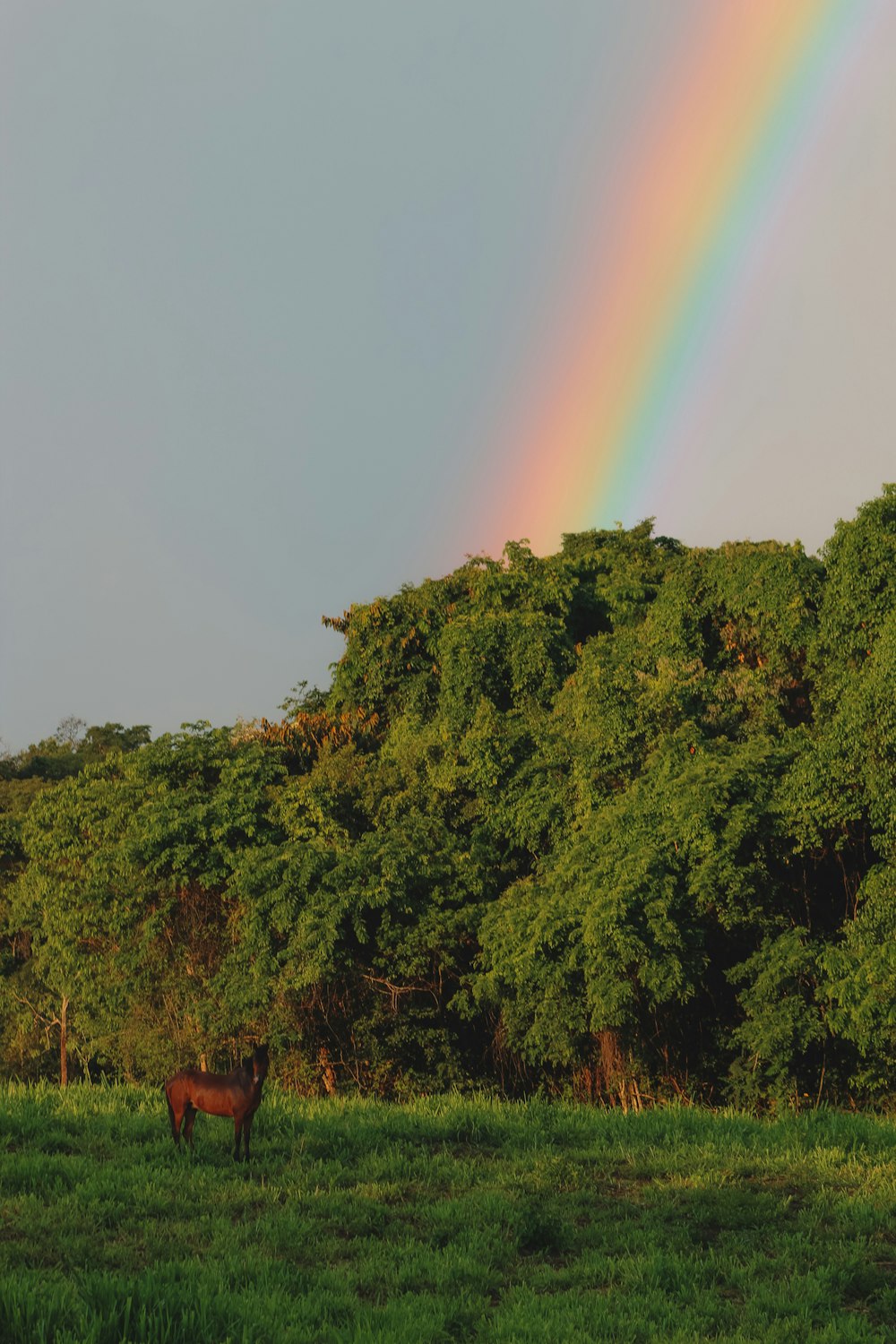 a rainbow over a horse in a field