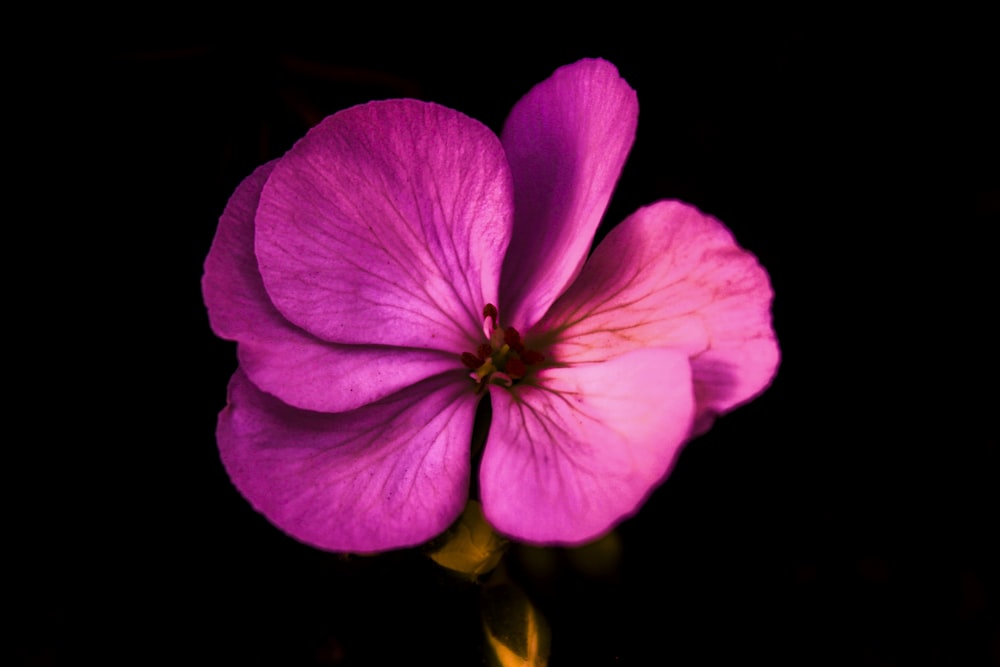 a pink flower with a yellow center