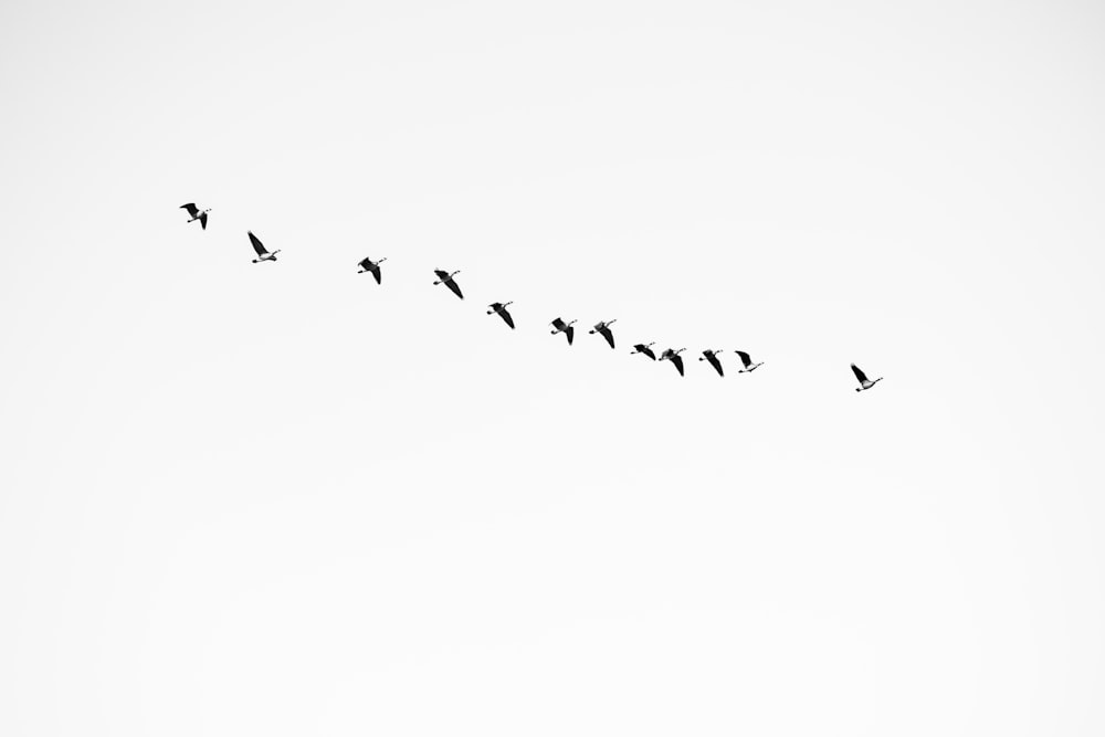 a flock of birds flying in the sky