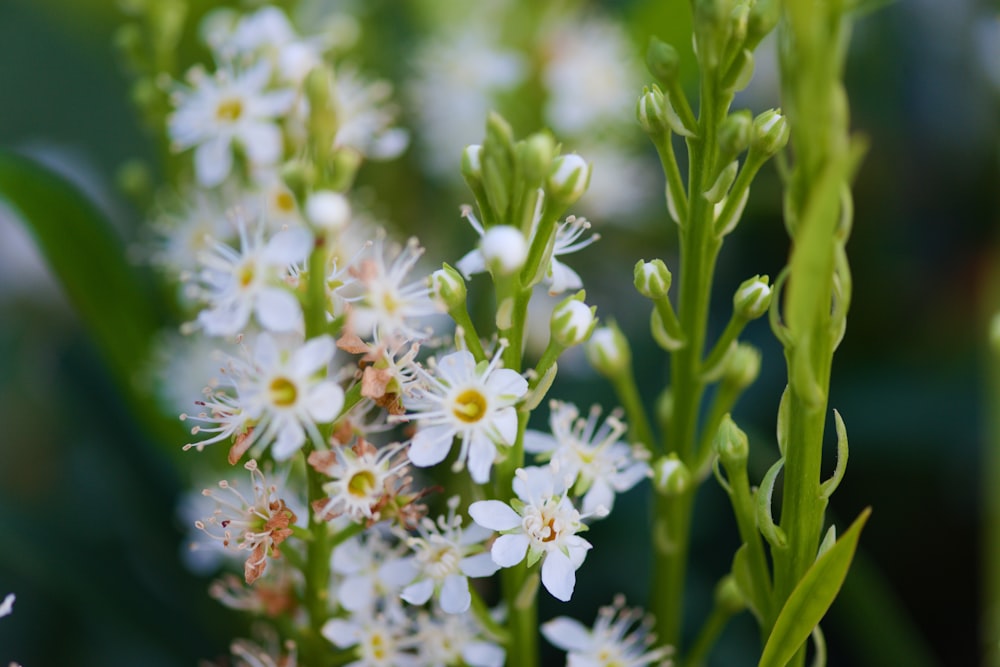 a close up of white flowers