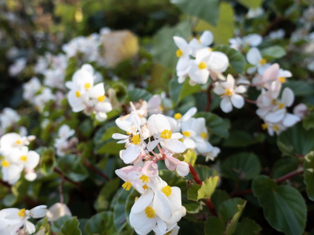 a group of white flowers