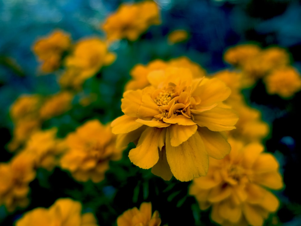 a close up of a yellow flower