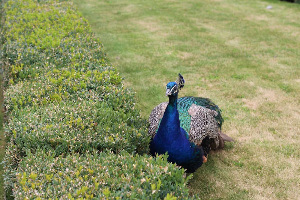 a peacock standing on grass