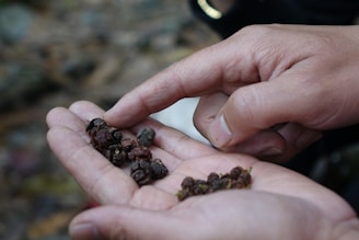 a person holding small black berries