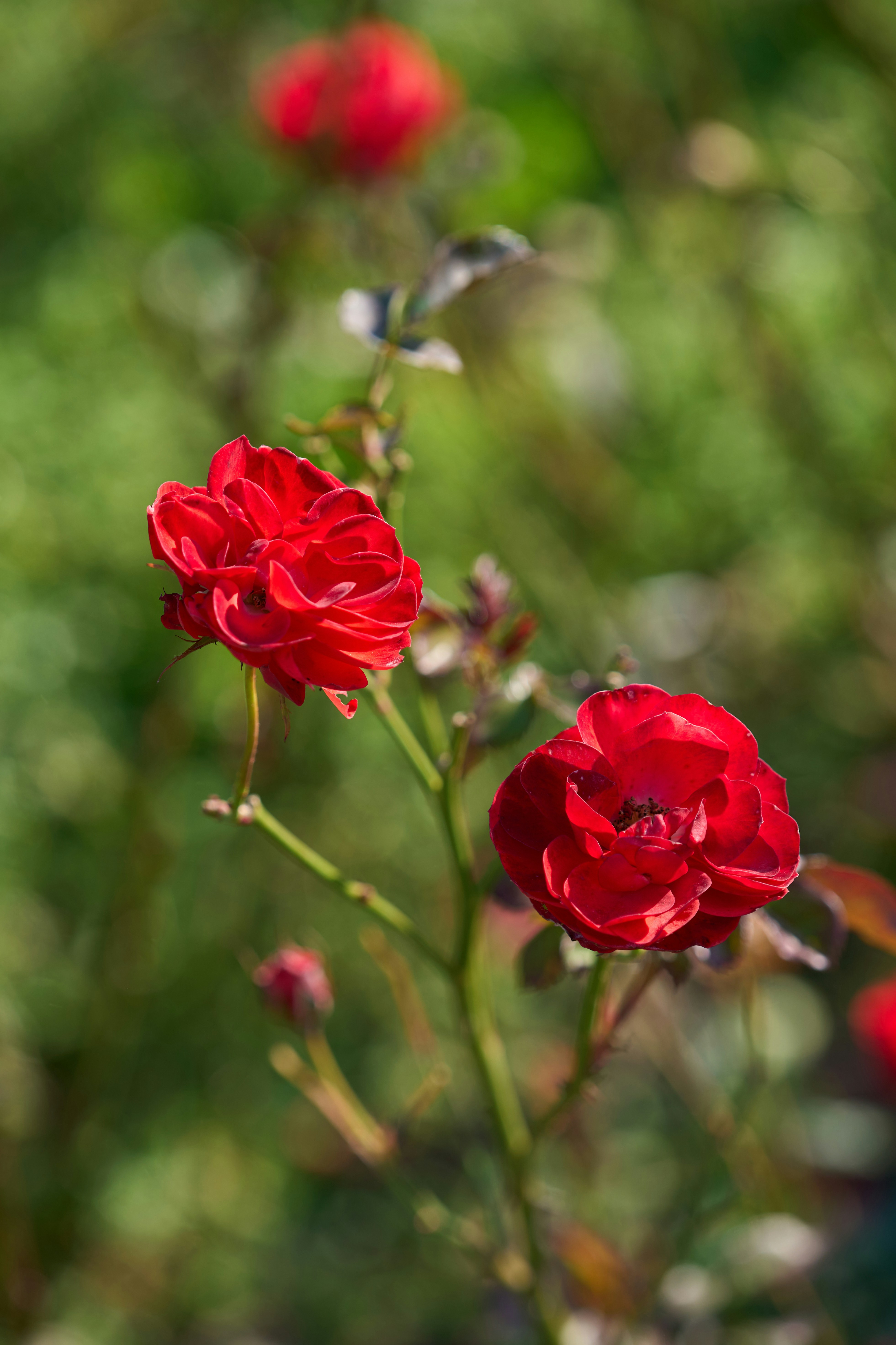 Photo by tmshva