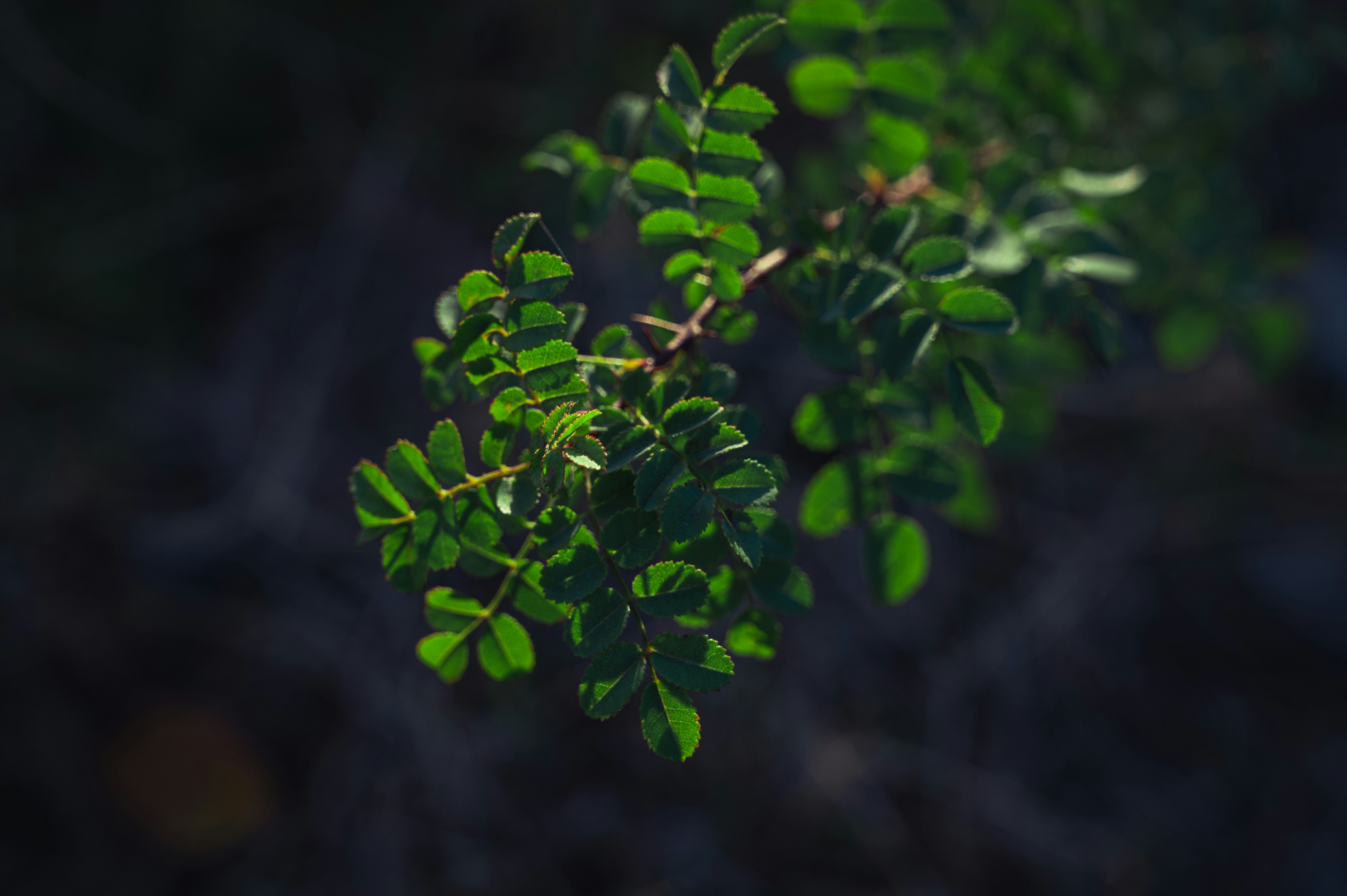 Photo by peek_a_boo_who