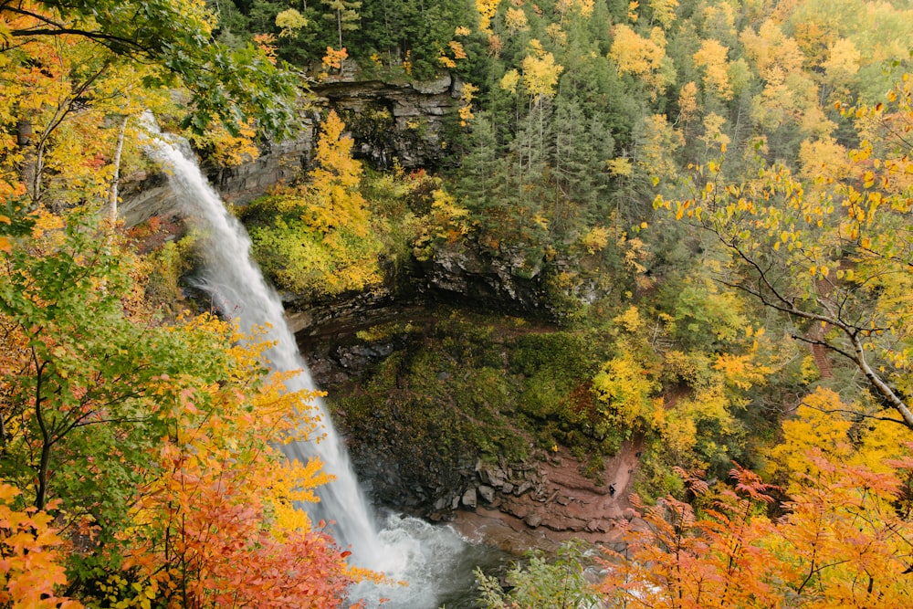 a waterfall in a forest