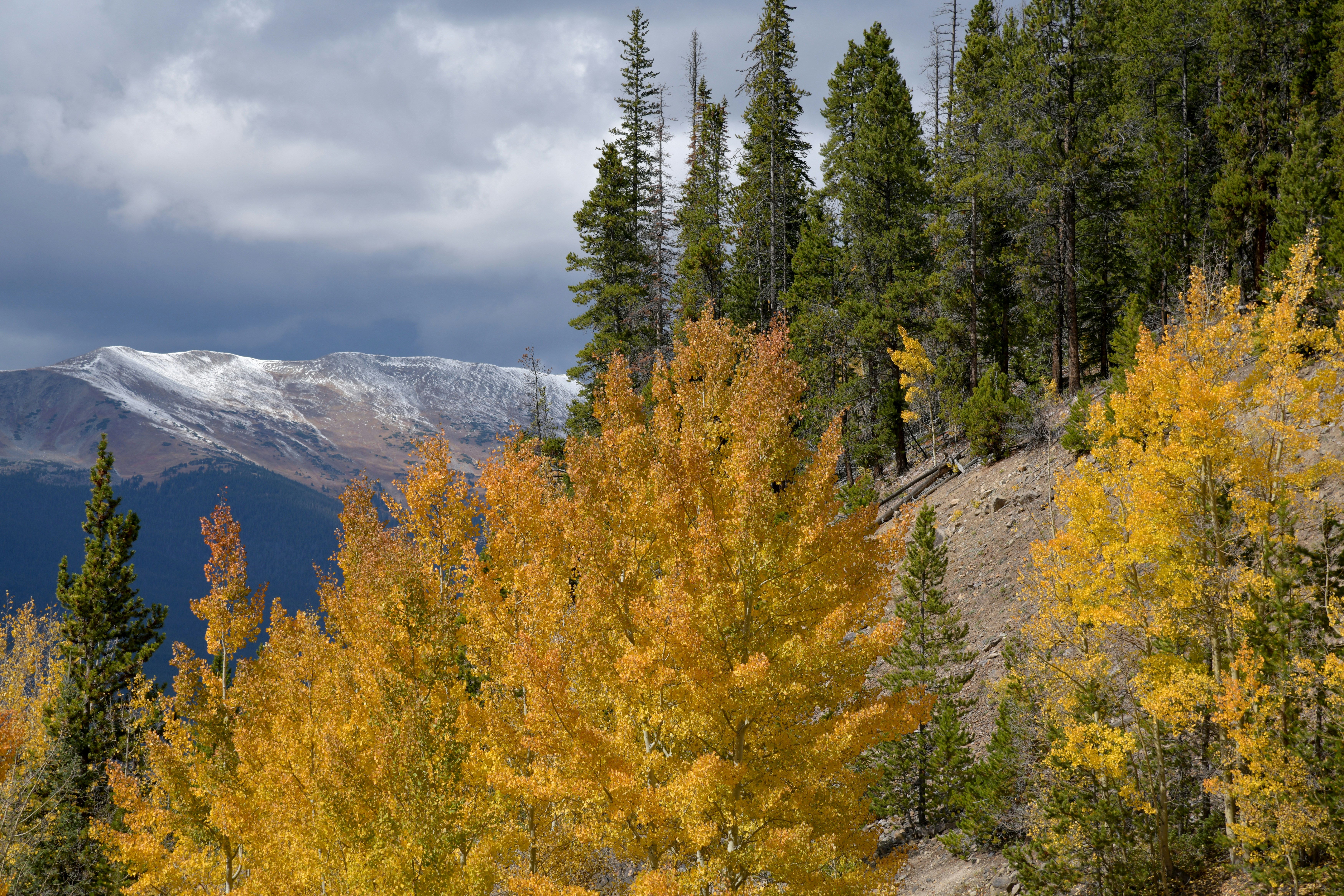 a group of trees on a mountain