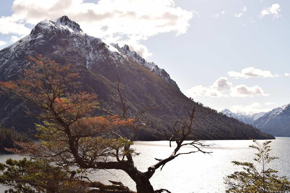 a tree next to a body of water with mountains in the background
