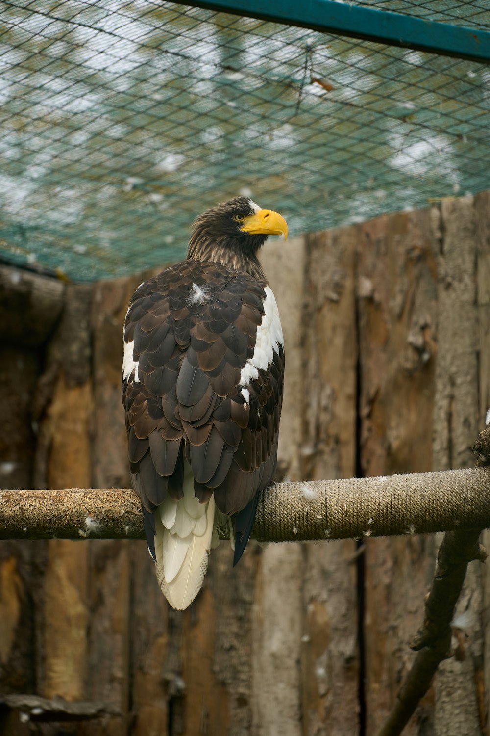 a bird standing on a branch