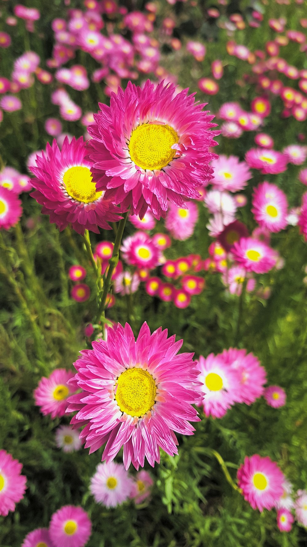 Un grupo de flores rosadas y amarillas