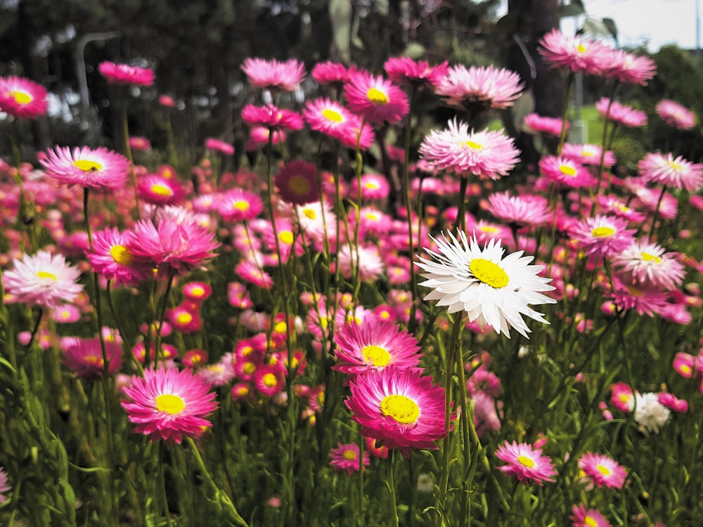 a field of pink flowers