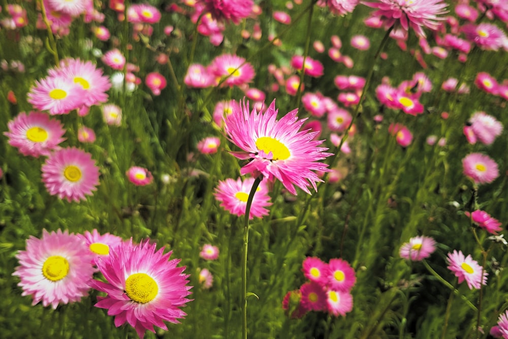 a group of pink flowers