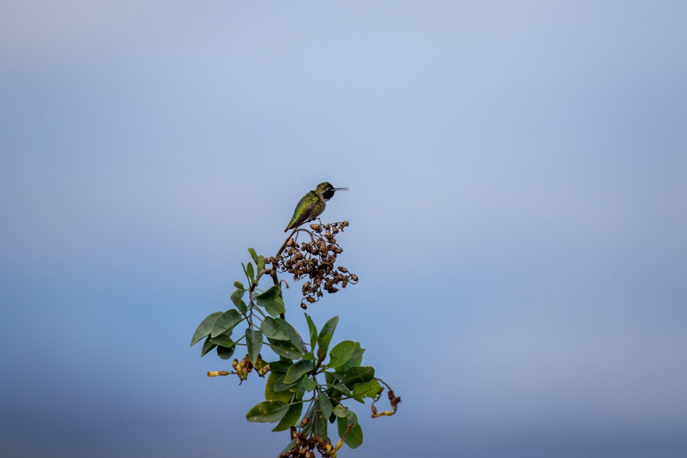 a bird perched on a branch