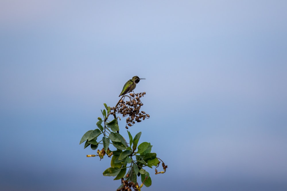 un oiseau perché sur une branche