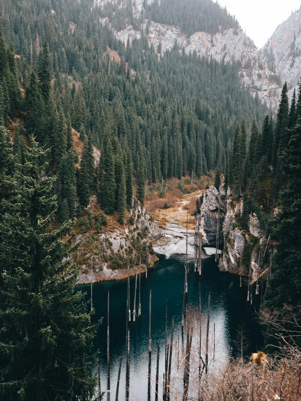 a river running through a forest