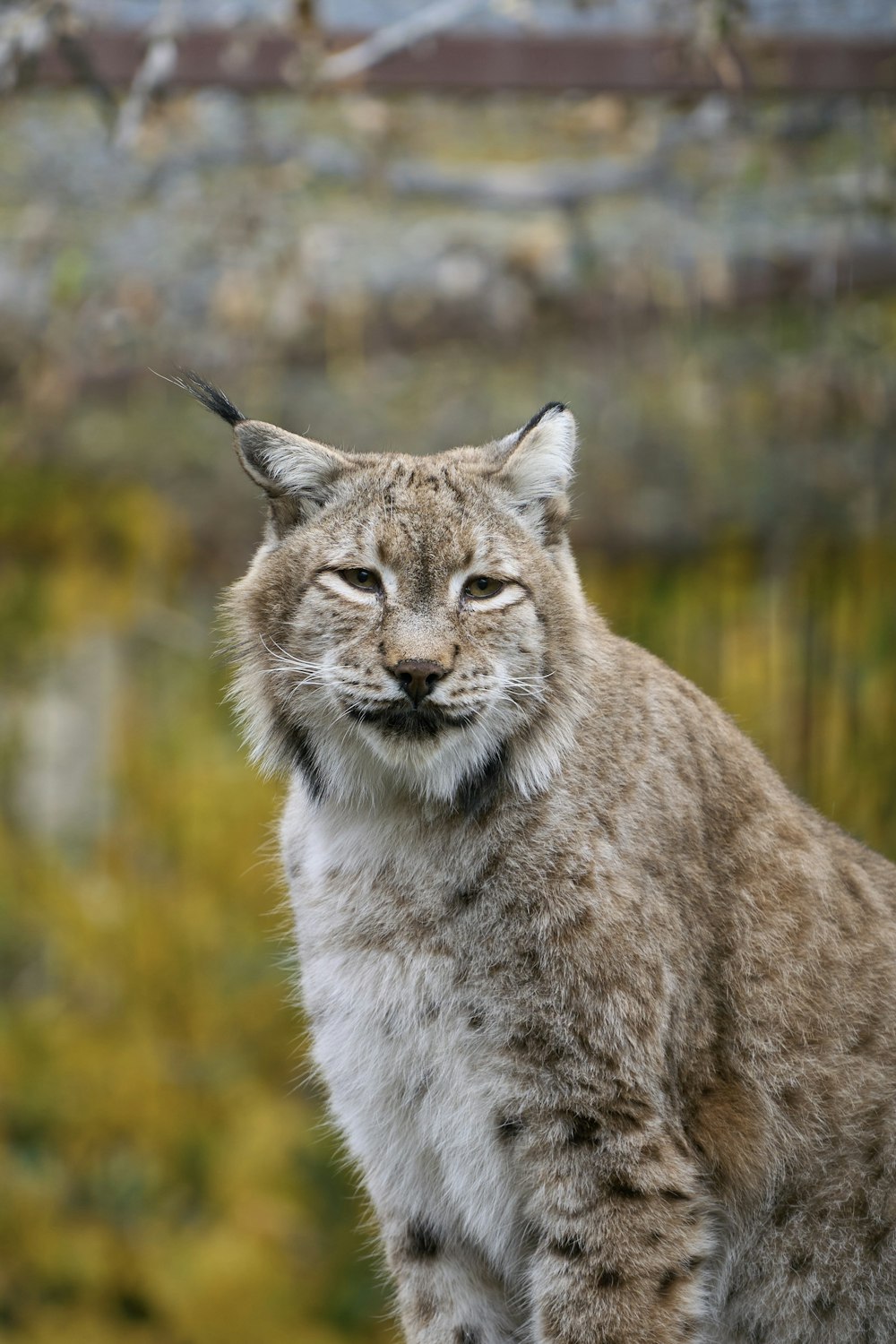 a wild cat with a large antenna on its head