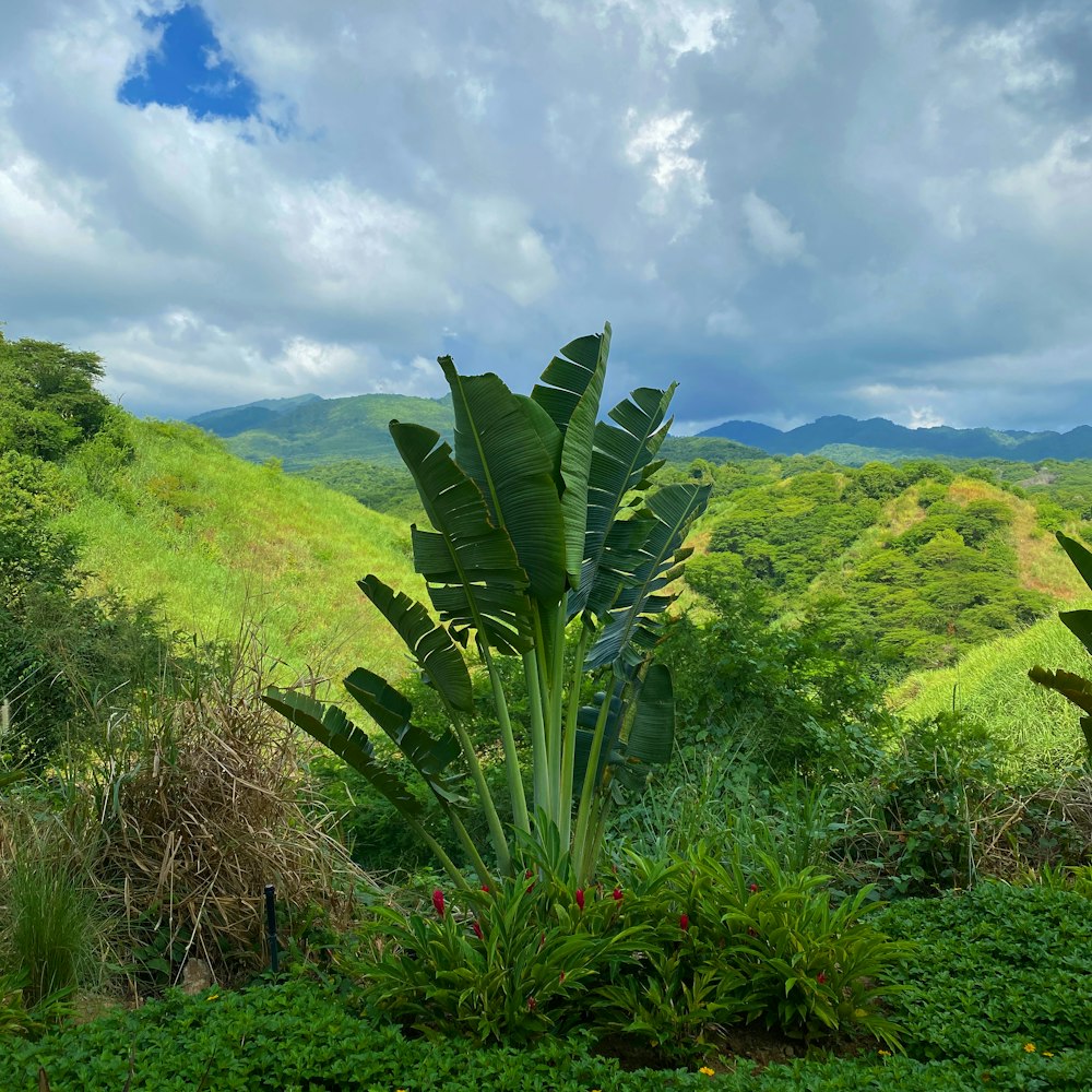 a green plant in a field