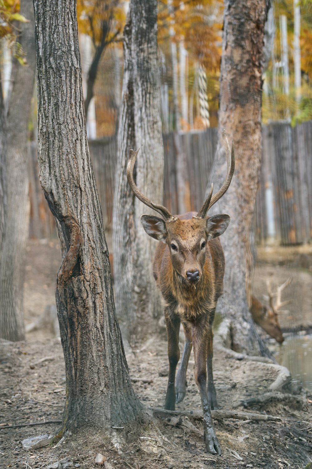 a deer standing between trees