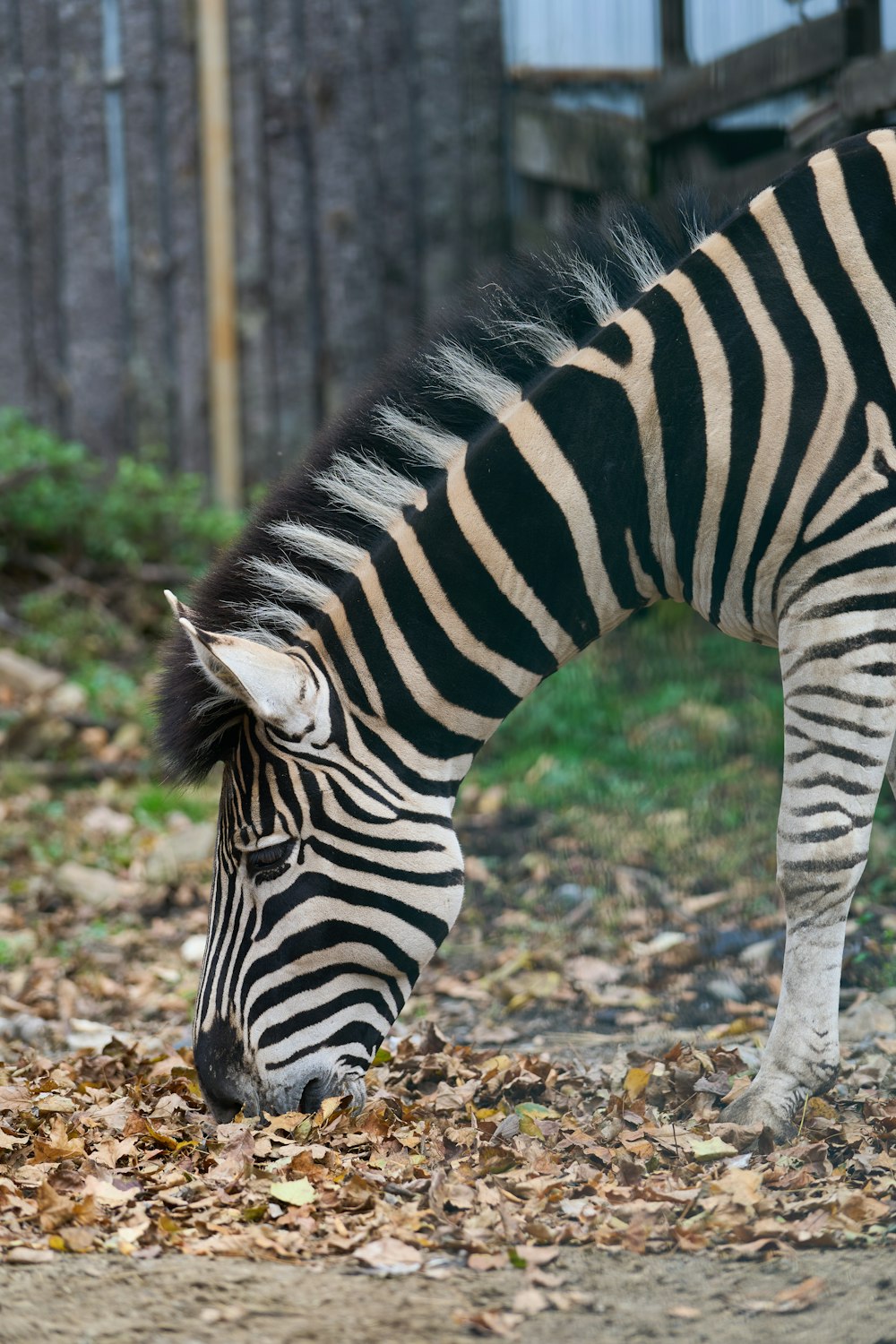 a zebra eating leaves