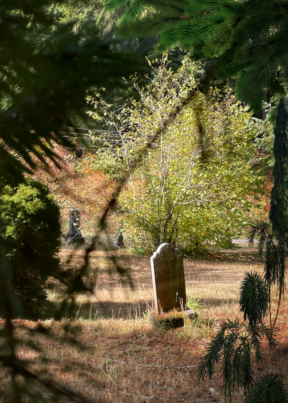 a tree stump in a forest