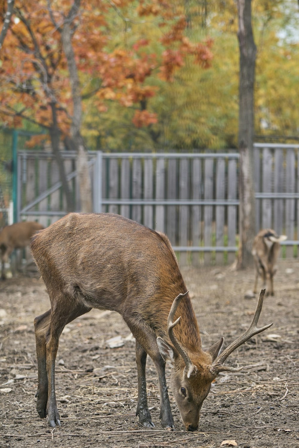 a group of deer in a fenced in area