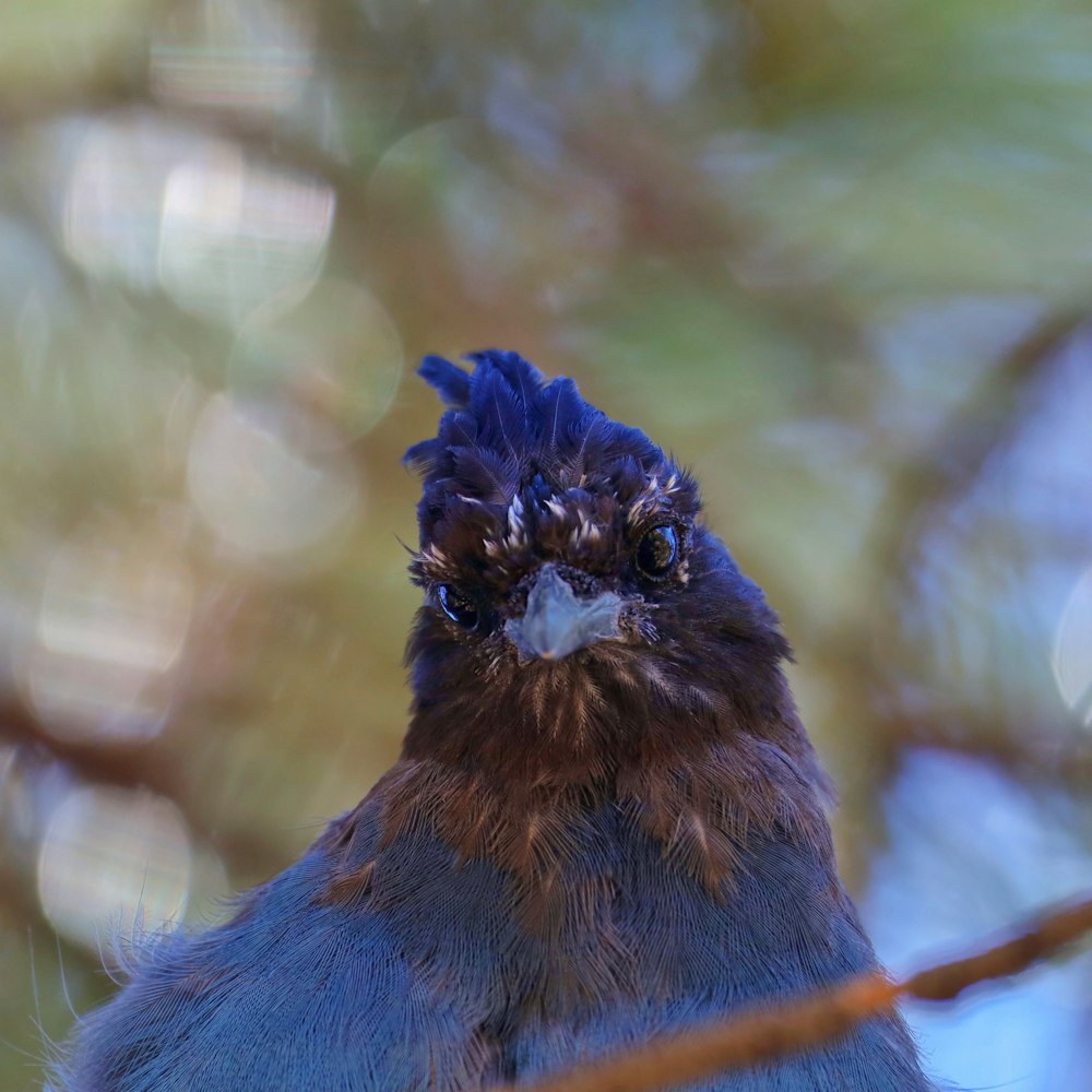 a bird with a flower on its head