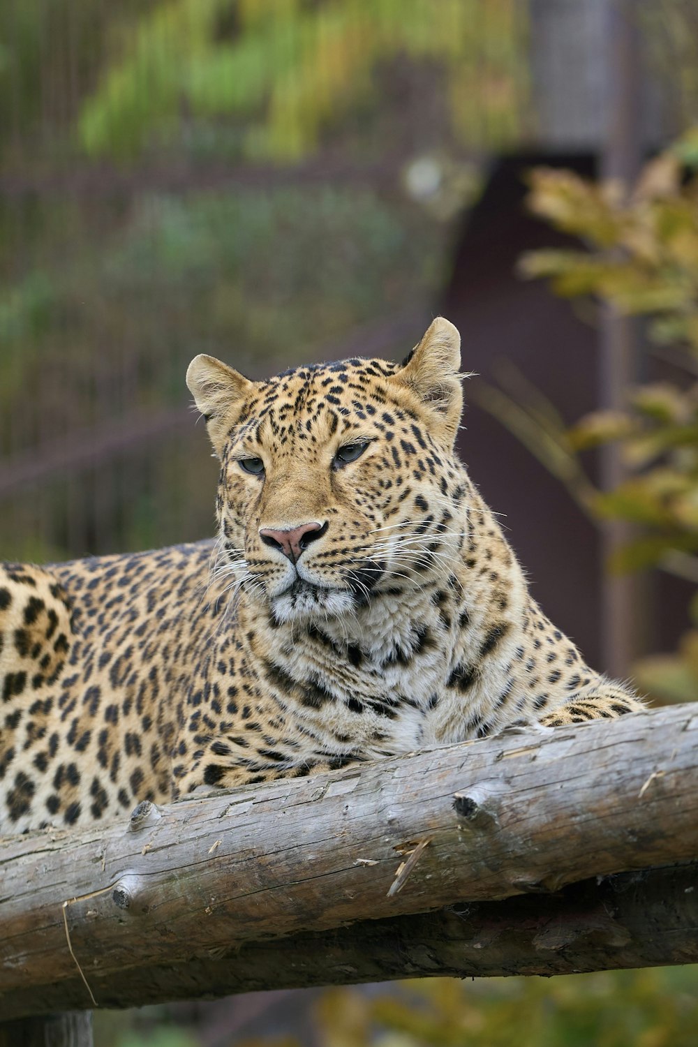 a leopard lying on a log