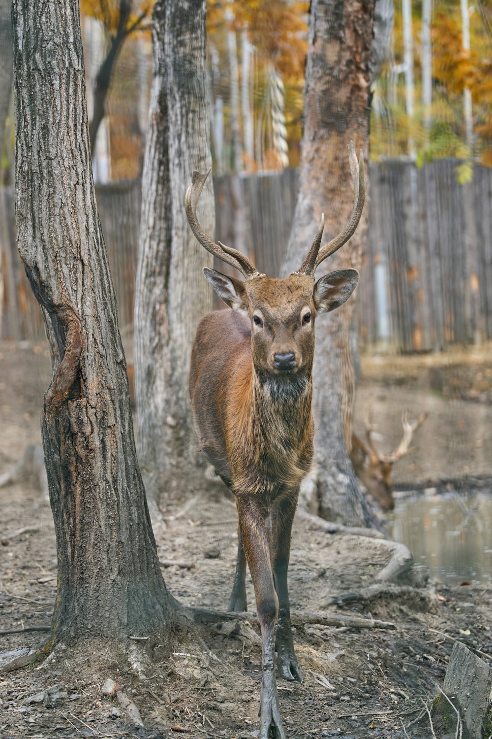 a deer standing in a wooded area