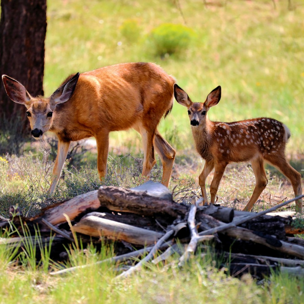 a group of deer in a grassy area