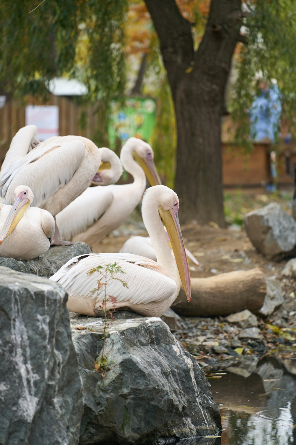 a group of white birds on a rock