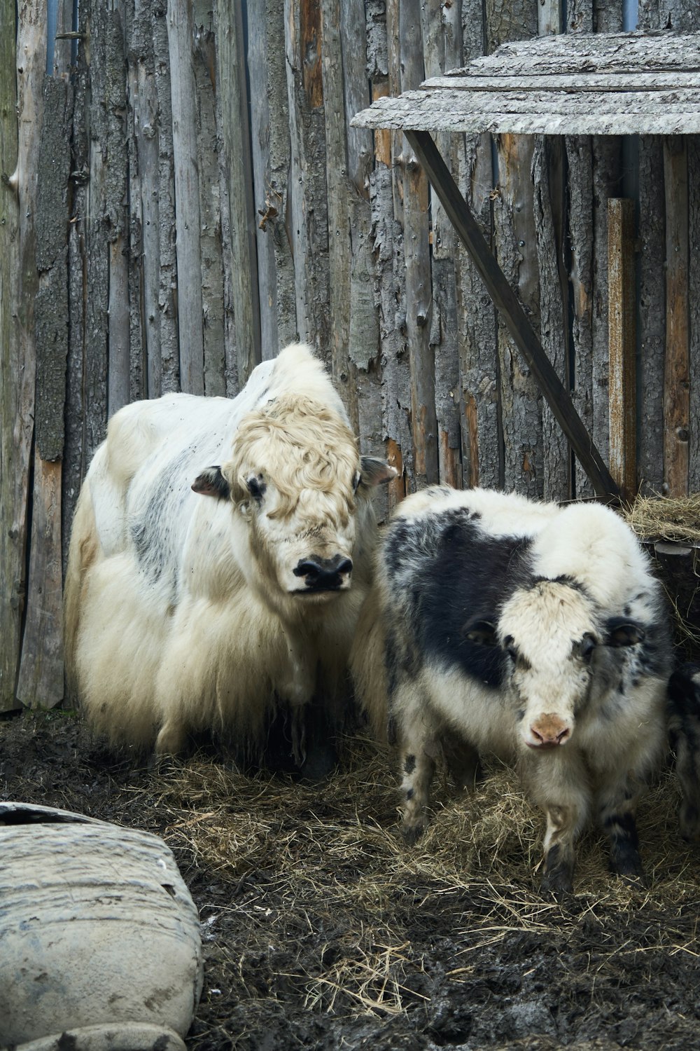 a group of cows in a fenced in area