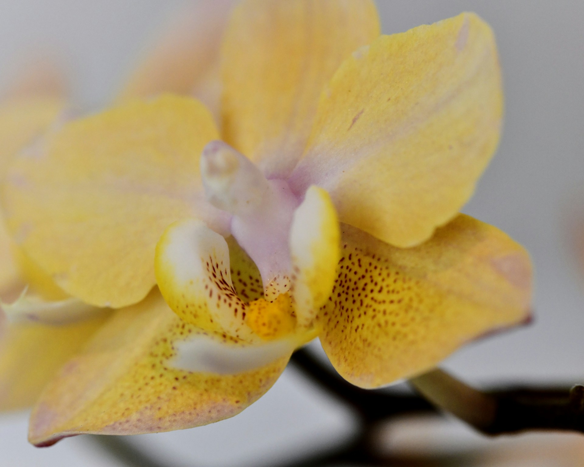 a close up of a flower