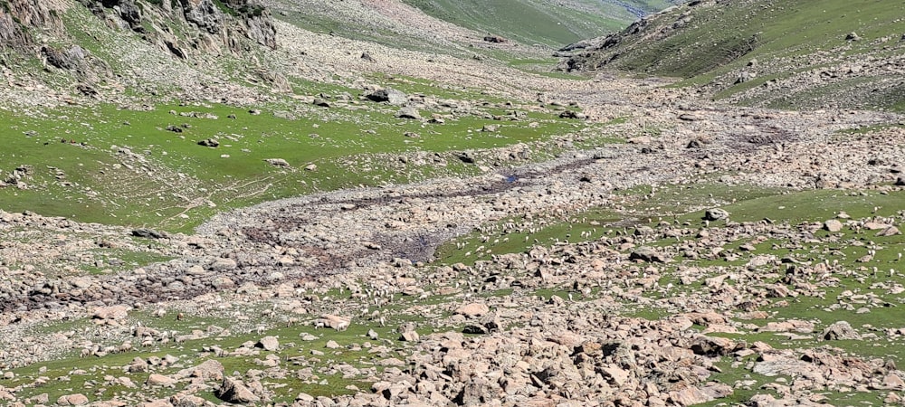 a rocky area with grass and rocks