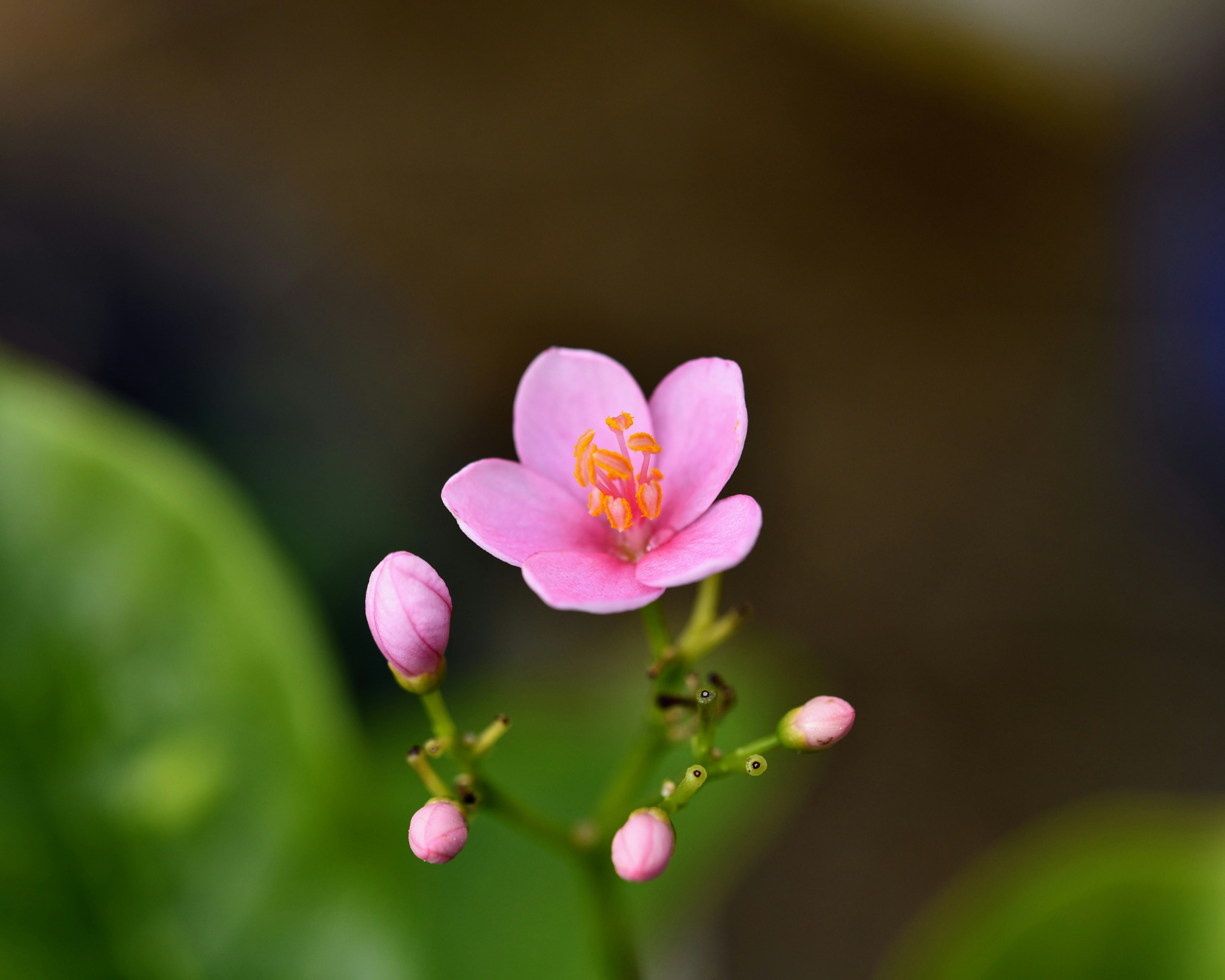 Photo by sfkopstein