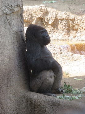 A gorilla sits against a rock wall, looking contemplative. The surroundings include a dirt ground and some scattered leaves and plants.