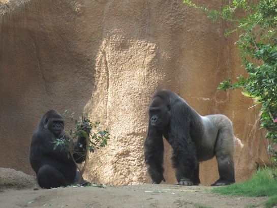 Two gorillas are in an enclosure with a natural rocky background. One gorilla is sitting on the ground holding some leafy branches, while the other stands nearby, gazing forward. Green foliage is visible on the right side.