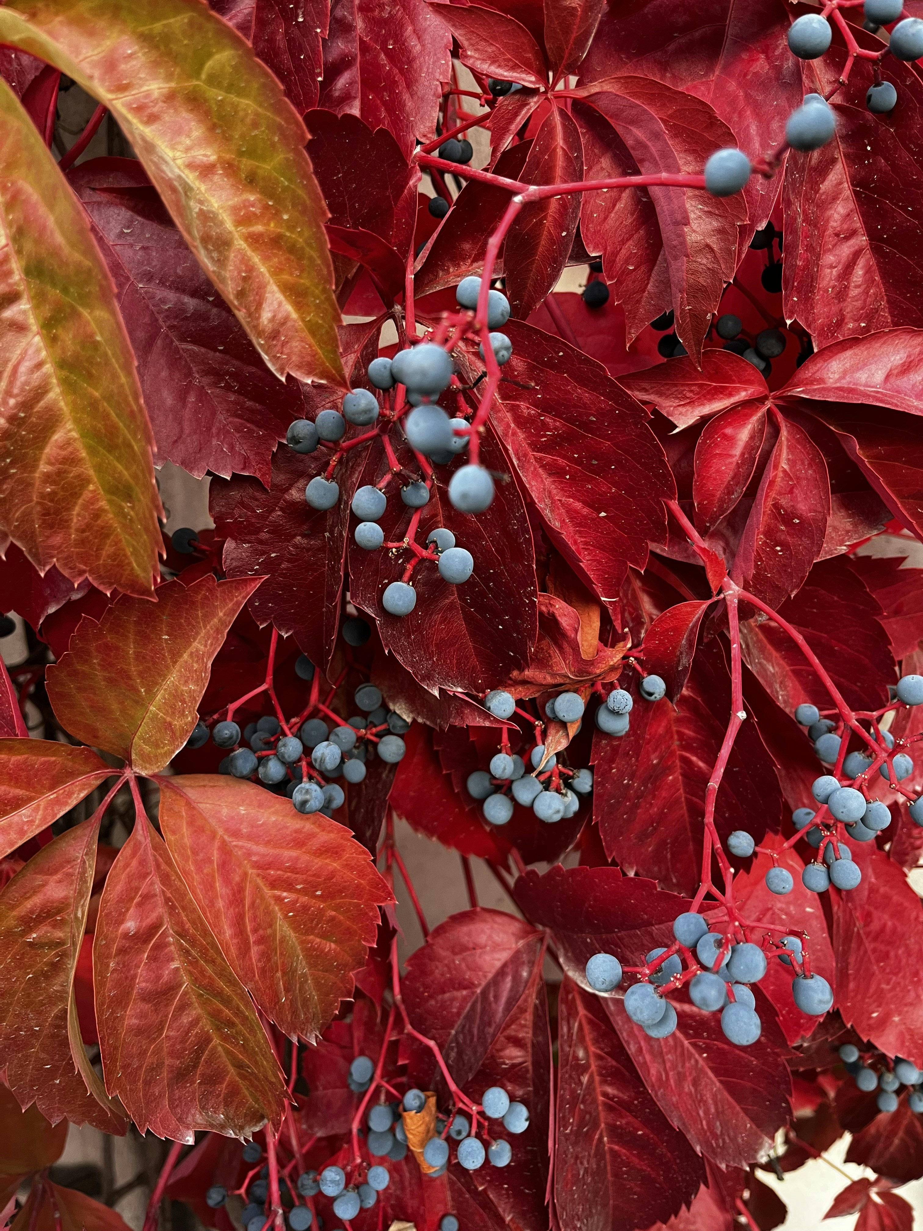 Photo by alinasharapa