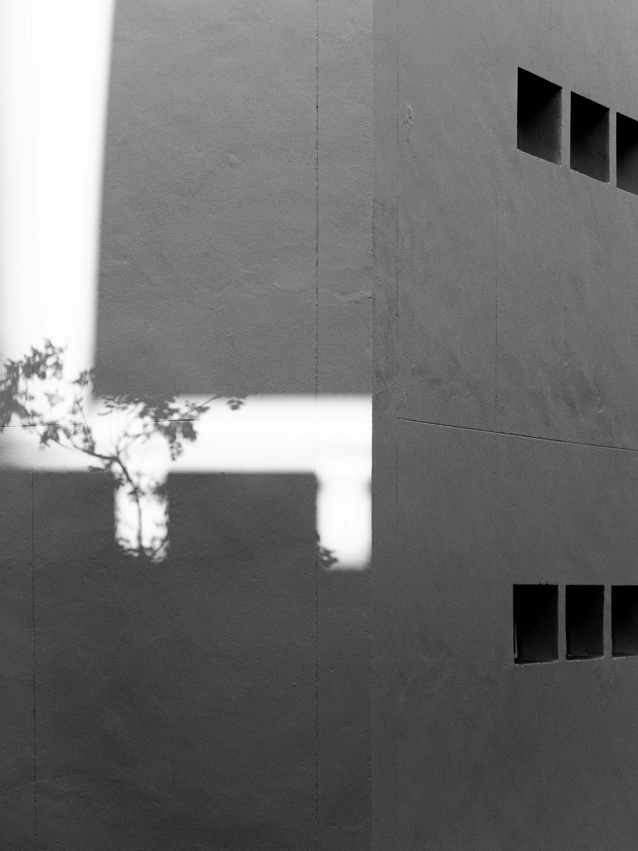 Una planta en una pared