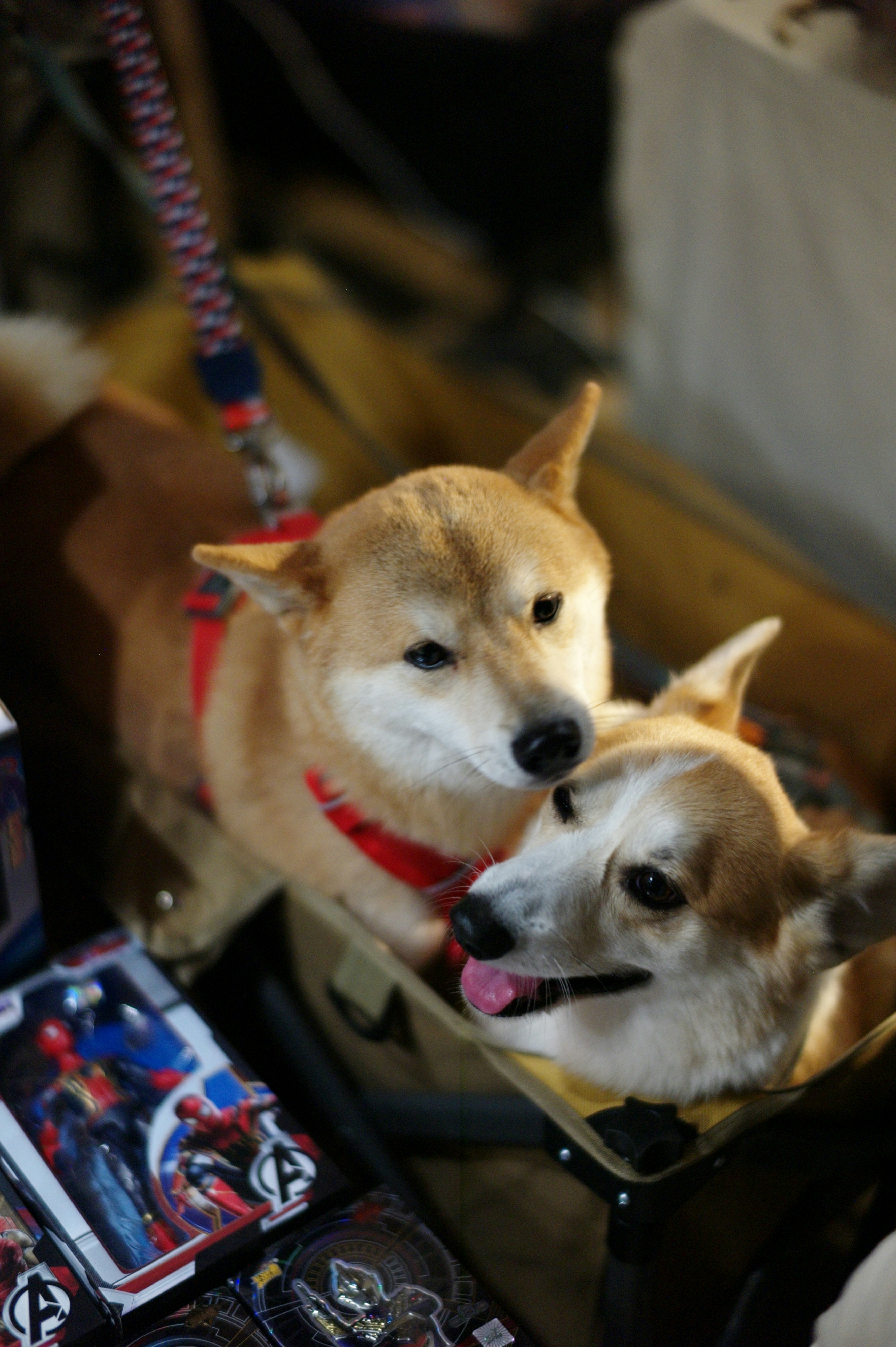 best airline to travel with a dog